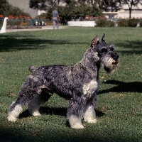 Picture of am ch franz von helgoland, standard schnauzer with cropped ears