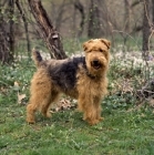 Picture of am ch ja-mar's felstead  welsh terrier,  untrimmed in usa