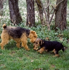 Picture of am ch ja-mar's felstead, welsh terrier with puppy bear hill's mr jinks
