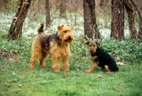 Picture of am ch ja-mar's felstead, welsh terrier with puppy, bear hill's mr jinks, in forest