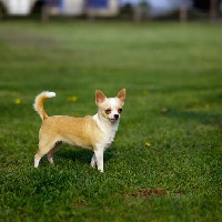 Picture of am ch jacinta of evergreen grove, chihuahua standing in USA on grass