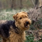 Picture of am ch jalmar's felstead,  happy welsh terrier, untrimmed