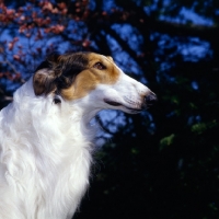 Picture of am ch knapovitch's diavolo of jem, borzoi in usa, head study