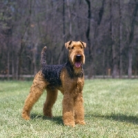 Picture of am ch lancelot sebastian, airedale standing in a field