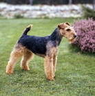 Picture of am ch maleno of alvin farm, welsh terrier in show trim