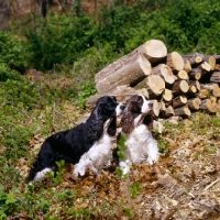 Picture of am ch millbrook's genesis (b&w dog) highcliffe's lady love (liver & white), two english springer spaniels in usa by a log pile