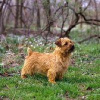 Picture of am ch paprika of whitehall norfolk terrier standing in woods