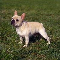 Picture of am ch pennyroyal's quiet riot,  french bulldog in usa