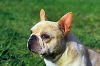 Picture of am ch pennyroyal's quiet riot,  french bulldog head shot 