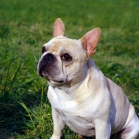 Picture of am ch pennyroyal's quiet riot,   french bulldog head and shoulder shot