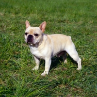 Picture of am ch pennyroyal's quiet riot, french bulldog standing on grass in usa