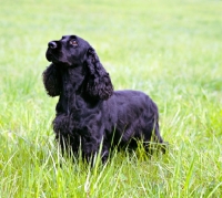 Picture of am ch pin oakâ€™s midnight lace cd, black field spaniel in usa style coat