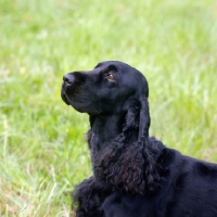Picture of am ch pin oak's midnight lace cd,  portrait field spaniel in usa style coat