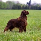 Picture of am ch pin oakâ€™s yankee doodle dandy, field spaniel in usa style coat