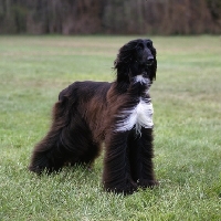 Picture of am ch shahpphire of grandeur, afghan hound standing on grass 