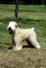 Picture of am ch shandalee write on lady, soft coated wheaten terrier in usa trim 