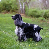Picture of am ch somerset's stage door review, english cocker spaniel in usa trim standing in a field