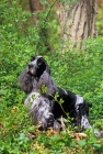 Picture of am ch somerset's stage door review, english cocker spaniel in usa trim