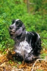 Picture of am ch somerset's stage door review, english cocker spaniel in american trim, in forest
