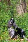 Picture of am ch somerset's stage door review,  english cocker spaniel in usa trim looking at camera