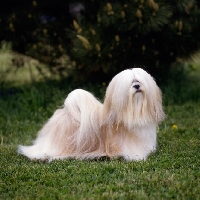 Picture of am ch sulan's master blend,  lhasa apso in usa