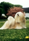Picture of am ch sulan's master blend,  lhasa apso in garden