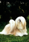 Picture of am ch sulan's master blend,  lhasa apso in usa