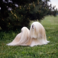Picture of am ch sulan's master blend, glamorous lhasa apso in usa