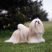 Picture of am ch sulan's master blend, lhasa apso in show coat in usa