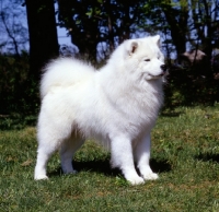 Picture of am. mex. ch northwind's rising star, samoyed in usa