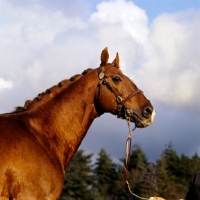 Picture of amber light, thoroughbred 
