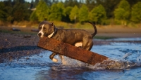 Picture of ambitious American Staffordshire Terrier
