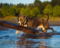 Picture of ambitious American Staffordshire Terrier