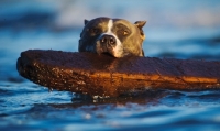 Picture of ambitious American Staffordshire Terrier