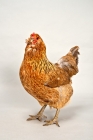 Picture of Ameraucana hen in studio