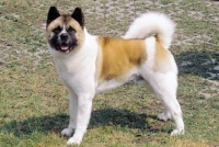 Picture of American Akita side view