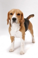 Picture of American & Canadian Champion Beagle in studio
