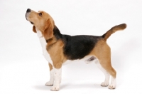 Picture of American & Canadian Champion Beagle