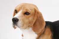 Picture of American & Canadian Champion Beagle, portrait