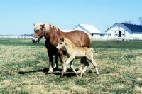 Picture of American Belgian mare and foal in a field