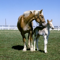 Picture of American Belgian mare with her foal