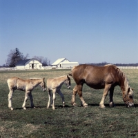 Picture of American Belgian mare with two foals 