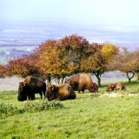 Picture of american bison at whipsnade