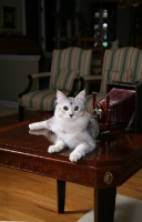 Picture of American Bobtail at home