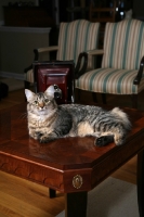 Picture of American Bobtail at home