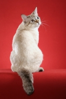 Picture of American Bobtail, back view