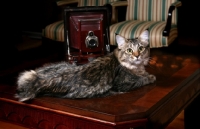Picture of American Bobtail cat reclined on coffee table with antique camera and living room chairs.