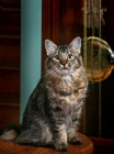 Picture of American Bobtail cat sitting in front of Grandfather (pendulum) clock.
