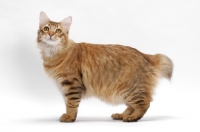 Picture of American Bobtail, Chocolate Spotted Tabby, standing