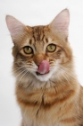 Picture of American Bobtail, Chocolate Spotted Tabby, licking lips